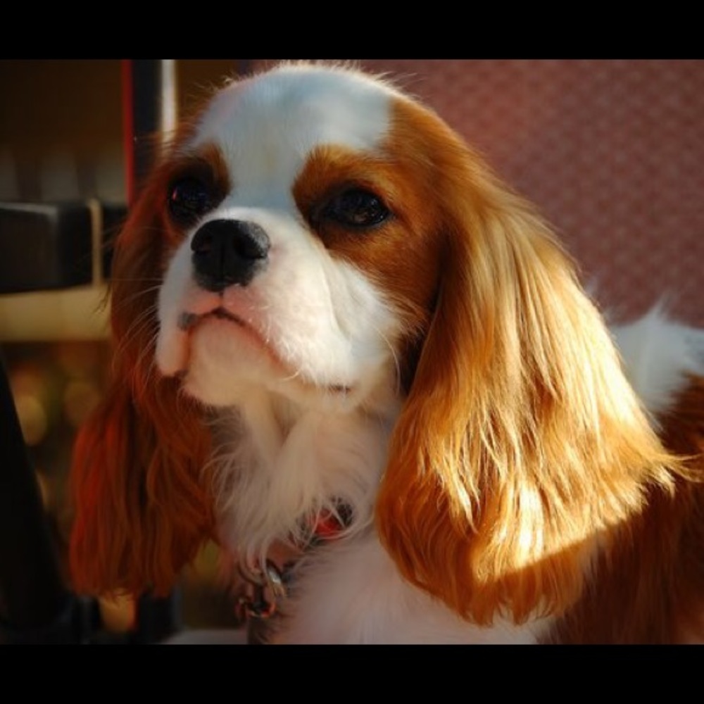 Meet your Posher, Nancy